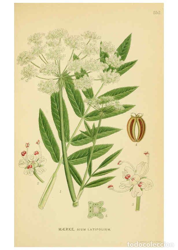 Colecionismo de Revistas e Jornais: Reproducci&oacute;n/Reproduction 6028853761: Billeder af nordens flora. v.1 K&oslash;benhavn,G.E.C. Gad's forlag,1