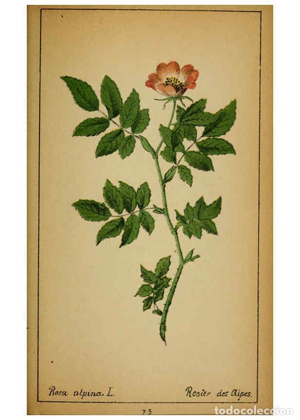 Coleccionismo de Revistas y Peri&oacute;dicos: Reproducci&oacute;n/Reproduction 6032224352: Choix de plantes de l'Europe centrale et particuli&egrave;rement de l
