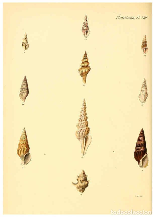 Coleccionismo de Revistas y Peri&oacute;dicos: Reproducci&oacute;n/Reproduction 6029538113: Conchologia iconica, or, Illustrations of the shells of mollus
