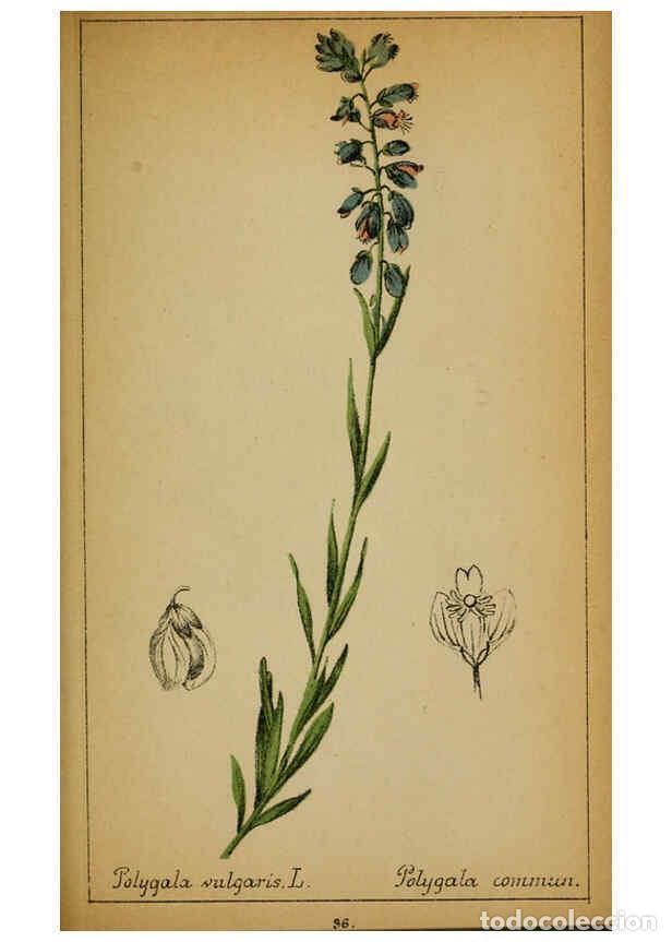 Coleccionismo de Revistas y Peri&oacute;dicos: Reproducci&oacute;n/Reproduction 6032216660: Choix de plantes de l'Europe centrale et particuli&egrave;rement de l