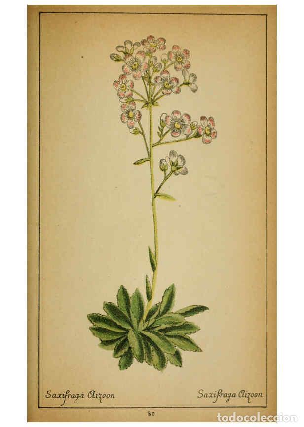 Coleccionismo de Revistas y Peri&oacute;dicos: Reproducci&oacute;n/Reproduction 6032225242: Choix de plantes de l'Europe centrale et particuli&egrave;rement de l