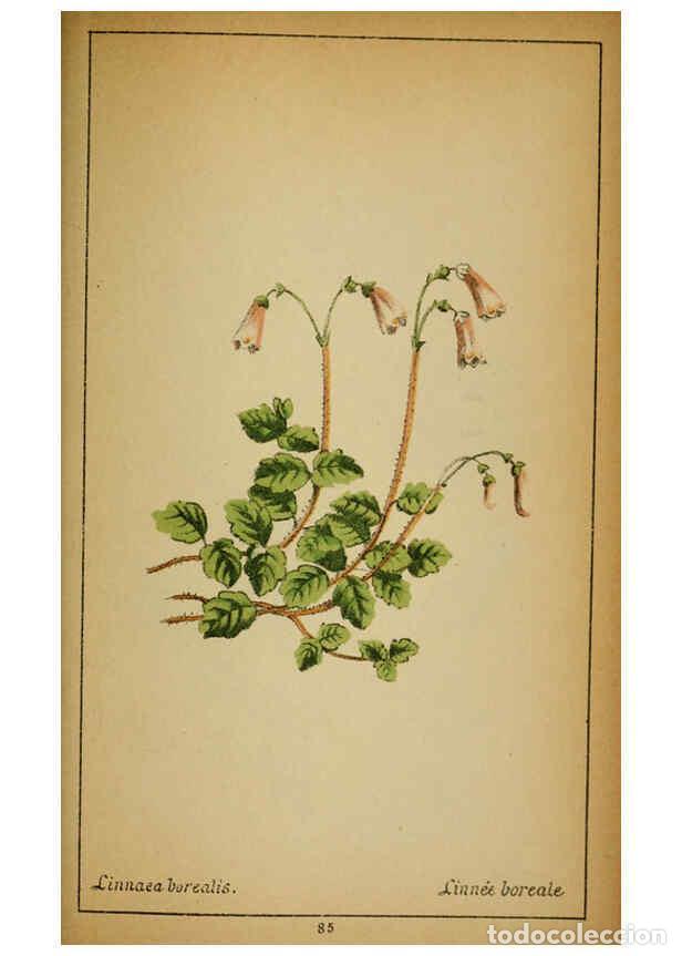 Coleccionismo de Revistas y Peri&oacute;dicos: Reproducci&oacute;n/Reproduction 6031667847: Choix de plantes de l'Europe centrale et particuli&egrave;rement de l