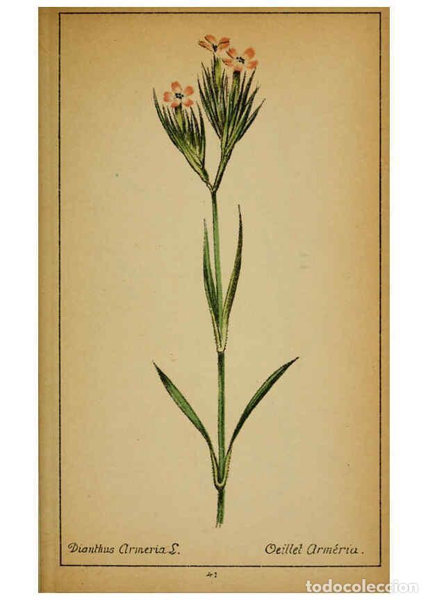 Coleccionismo de Revistas y Peri&oacute;dicos: Reproducci&oacute;n/Reproduction 6031659681: Choix de plantes de l'Europe centrale et particuli&egrave;rement de l