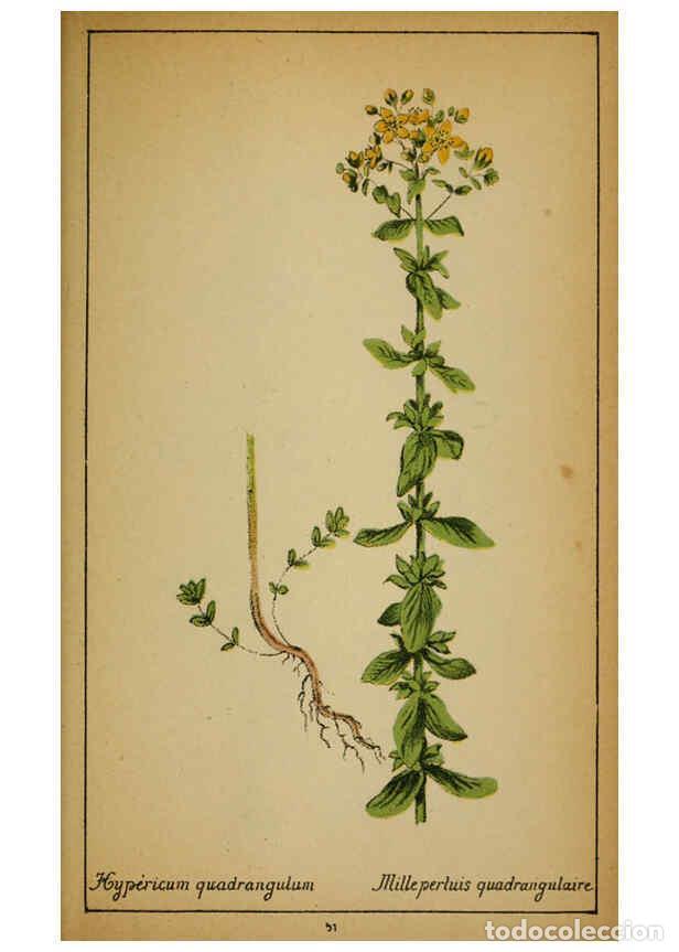 Coleccionismo de Revistas y Peri&oacute;dicos: Reproducci&oacute;n/Reproduction 6031661547: Choix de plantes de l'Europe centrale et particuli&egrave;rement de l