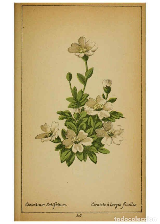 Coleccionismo de Revistas y Peri&oacute;dicos: Reproducci&oacute;n/Reproduction 6032218654: Choix de plantes de l'Europe centrale et particuli&egrave;rement de l