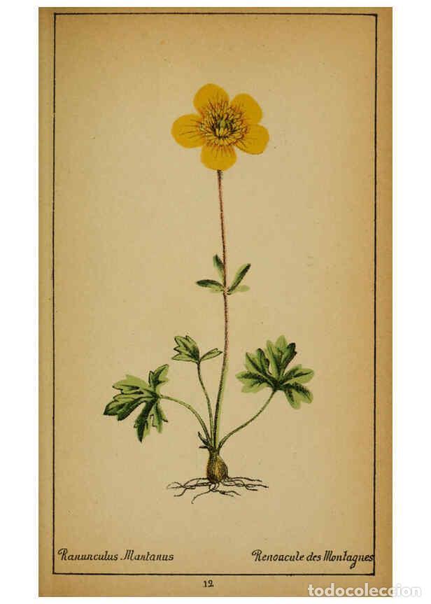 Coleccionismo de Revistas y Peri&oacute;dicos: Reproducci&oacute;n/Reproduction 6032211644: Choix de plantes de l'Europe centrale et particuli&egrave;rement de l