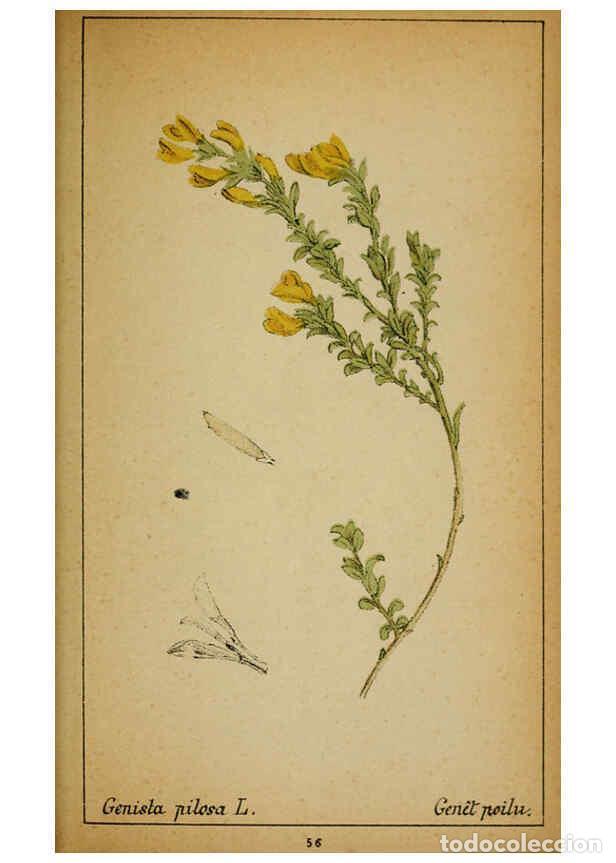 Coleccionismo de Revistas y Peri&oacute;dicos: Reproducci&oacute;n/Reproduction 6032220410: Choix de plantes de l'Europe centrale et particuli&egrave;rement de l