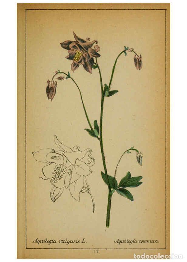 Coleccionismo de Revistas y Peri&oacute;dicos: Reproducci&oacute;n/Reproduction 6031654649: Choix de plantes de l'Europe centrale et particuli&egrave;rement de l