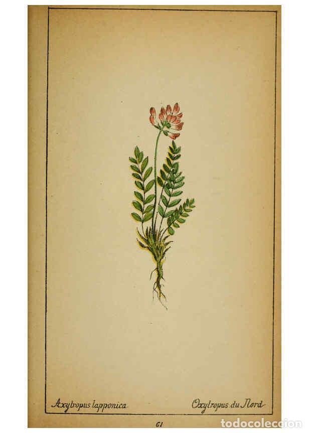 Coleccionismo de Revistas y Peri&oacute;dicos: Reproducci&oacute;n/Reproduction 6032221592: Choix de plantes de l'Europe centrale et particuli&egrave;rement de l