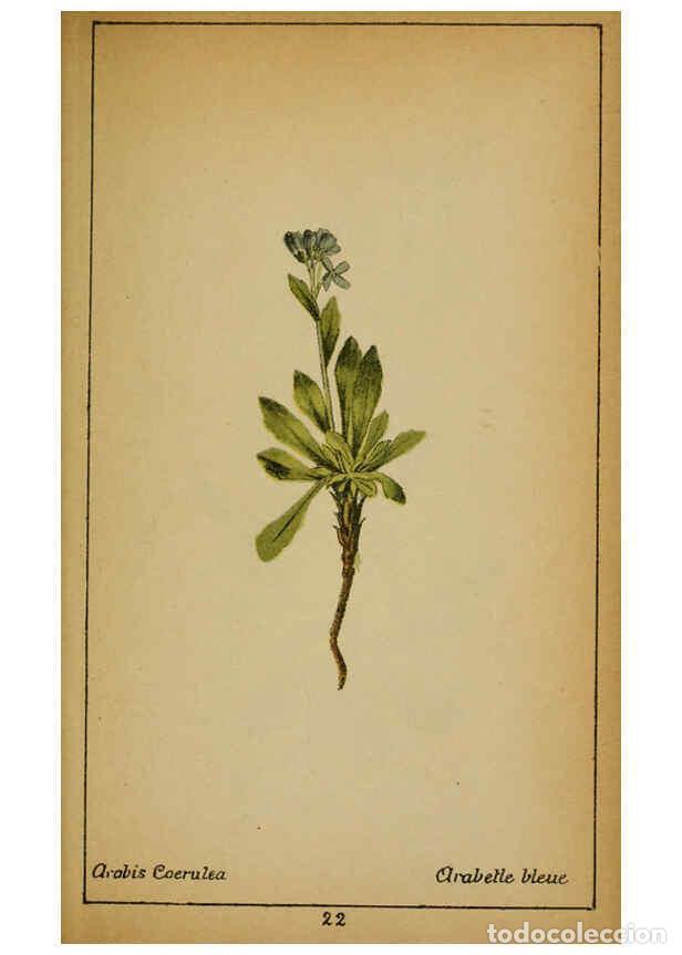 Coleccionismo de Revistas y Peri&oacute;dicos: Reproducci&oacute;n/Reproduction 6031655683: Choix de plantes de l'Europe centrale et particuli&egrave;rement de l