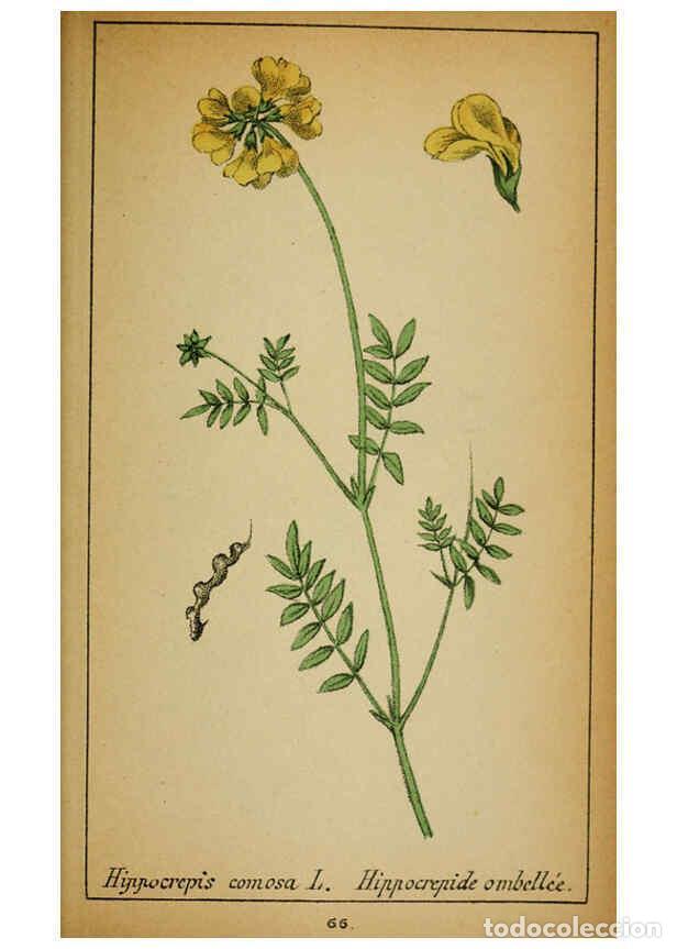 Coleccionismo de Revistas y Peri&oacute;dicos: Reproducci&oacute;n/Reproduction 6031664275: Choix de plantes de l'Europe centrale et particuli&egrave;rement de l