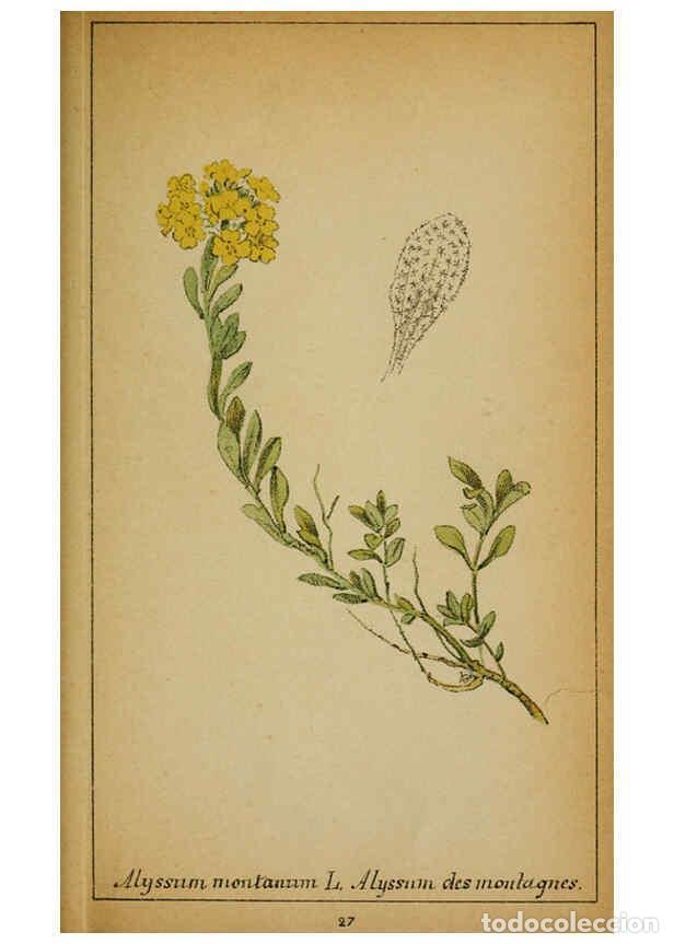 Coleccionismo de Revistas y Peri&oacute;dicos: Reproducci&oacute;n/Reproduction 6031656795: Choix de plantes de l'Europe centrale et particuli&egrave;rement de l
