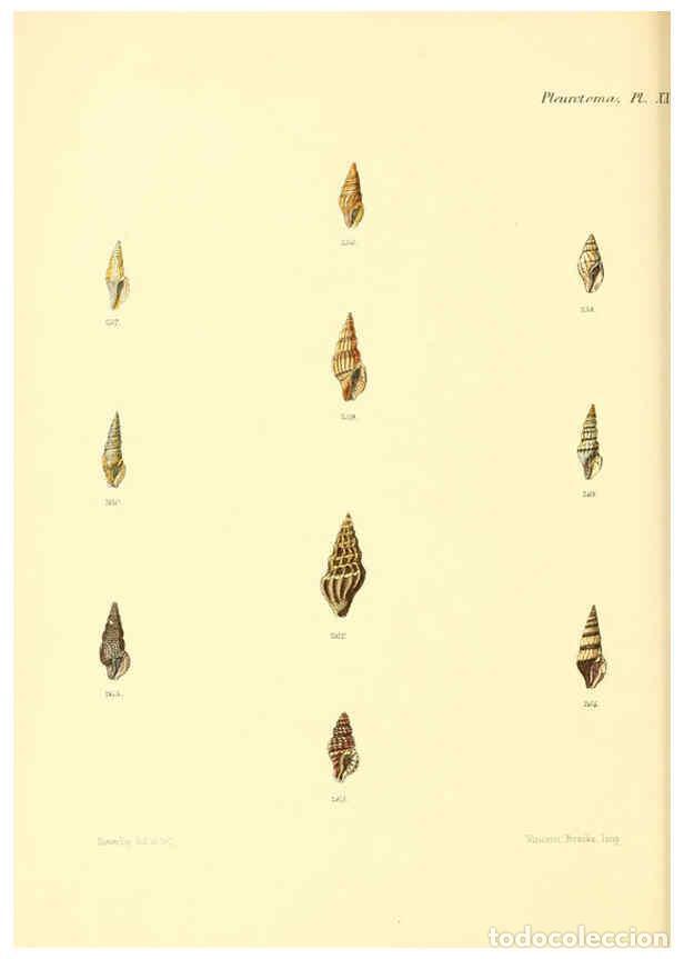 Coleccionismo de Revistas y Peri&oacute;dicos: Reproducci&oacute;n/Reproduction 6030098818: Conchologia iconica, or, Illustrations of the shells of mollus