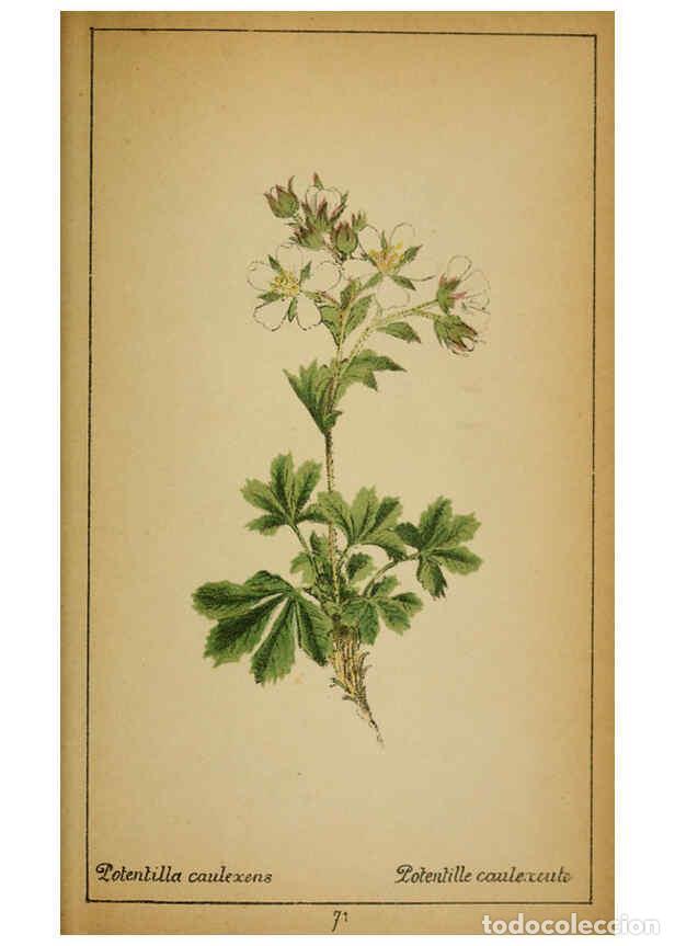 Coleccionismo de Revistas y Peri&oacute;dicos: Reproducci&oacute;n/Reproduction 6032223800: Choix de plantes de l'Europe centrale et particuli&egrave;rement de l