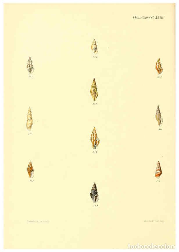 Coleccionismo de Revistas y Peri&oacute;dicos: Reproducci&oacute;n/Reproduction 6030100298: Conchologia iconica, or, Illustrations of the shells of mollus