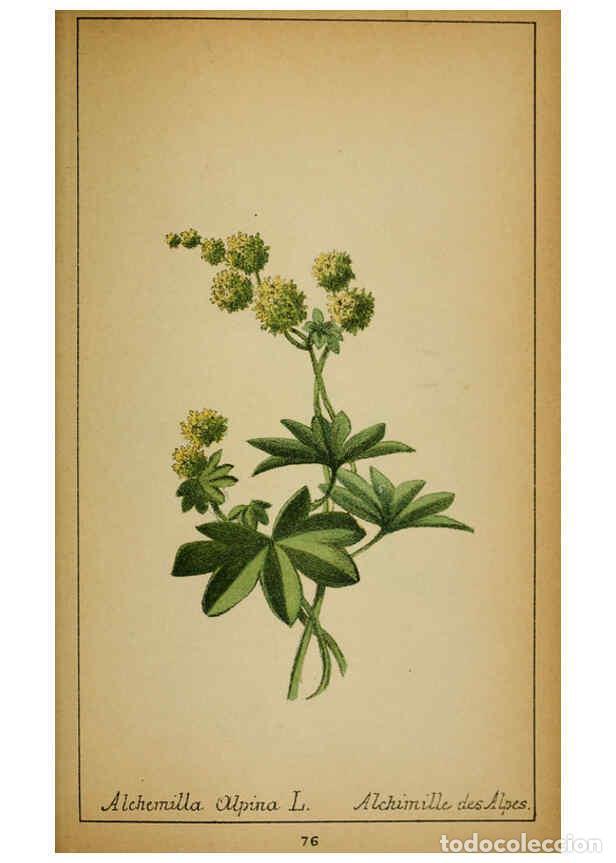 Coleccionismo de Revistas y Peri&oacute;dicos: Reproducci&oacute;n/Reproduction 6032224504: Choix de plantes de l'Europe centrale et particuli&egrave;rement de l