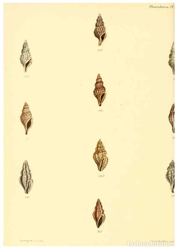 Coleccionismo de Revistas y Peri&oacute;dicos: Reproducci&oacute;n/Reproduction 6029547855: Conchologia iconica, or, Illustrations of the shells of mollus
