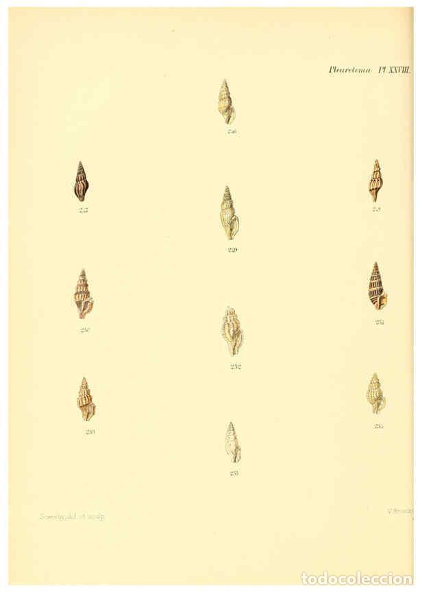 Coleccionismo de Revistas y Peri&oacute;dicos: Reproducci&oacute;n/Reproduction 6030098568: Conchologia iconica, or, Illustrations of the shells of mollus