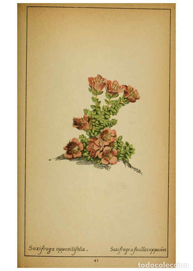 Coleccionismo de Revistas y Peri&oacute;dicos: Reproducci&oacute;n/Reproduction 6031667079: Choix de plantes de l'Europe centrale et particuli&egrave;rement de l