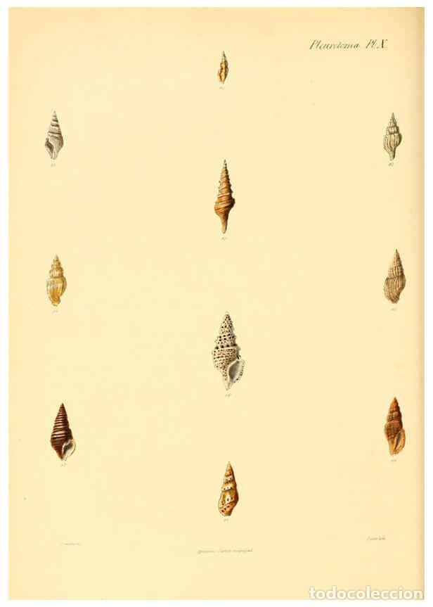Coleccionismo de Revistas y Peri&oacute;dicos: Reproducci&oacute;n/Reproduction 6029538925: Conchologia iconica, or, Illustrations of the shells of mollus
