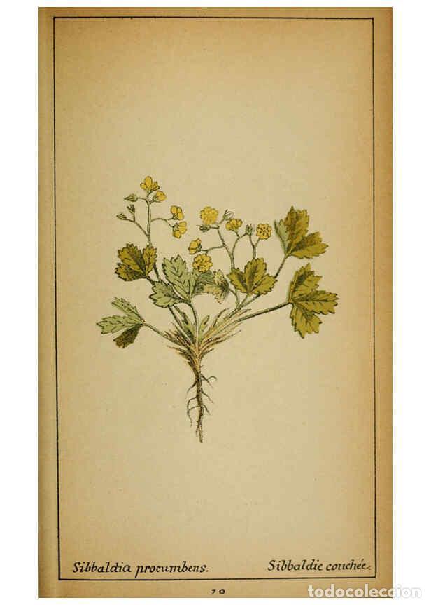 Coleccionismo de Revistas y Peri&oacute;dicos: Reproducci&oacute;n/Reproduction 6032223654: Choix de plantes de l'Europe centrale et particuli&egrave;rement de l