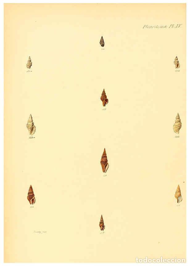 Coleccionismo de Revistas y Peri&oacute;dicos: Reproducci&oacute;n/Reproduction 6029540417: Conchologia iconica, or, Illustrations of the shells of mollus