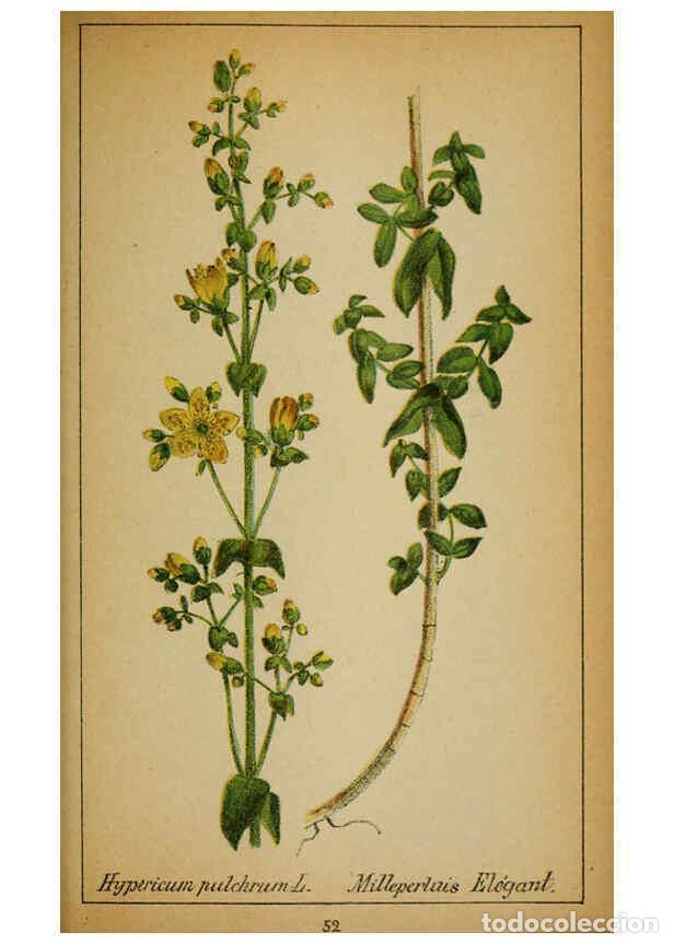 Coleccionismo de Revistas y Peri&oacute;dicos: Reproducci&oacute;n/Reproduction 6031661729: Choix de plantes de l'Europe centrale et particuli&egrave;rement de l