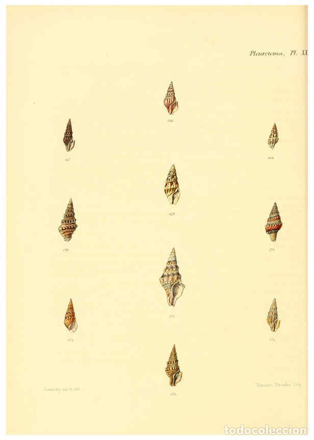 Collection Magazines and Newspapers: Reproducci&oacute;n/Reproduction 6029542181: Conchologia iconica, or, Illustrations of the shells of mollus