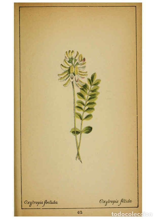 Collection Magazines and Newspapers: Reproducci&oacute;n/Reproduction 6032221944: Choix de plantes de l'Europe centrale et particuli&egrave;rement de l