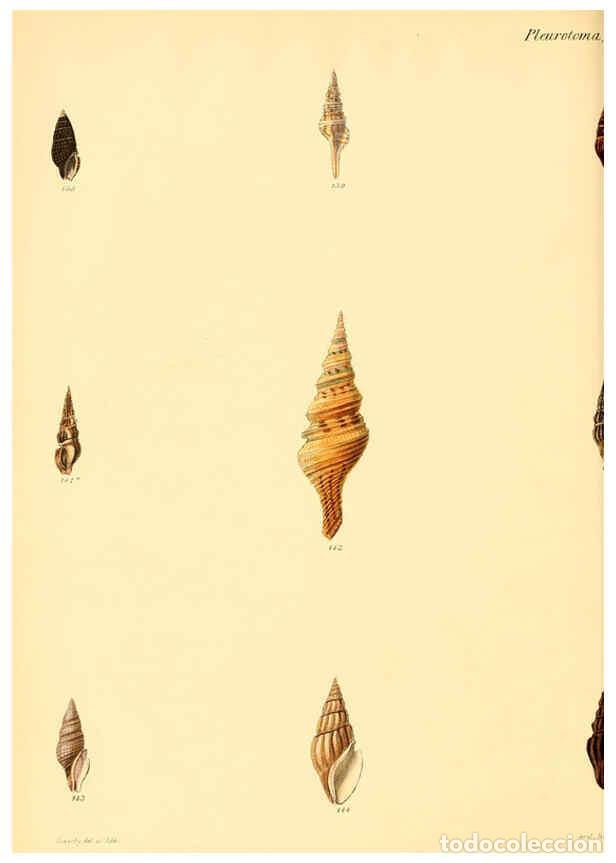 Collection Magazines and Newspapers: Reproducci&oacute;n/Reproduction 6029541267: Conchologia iconica, or, Illustrations of the shells of mollus