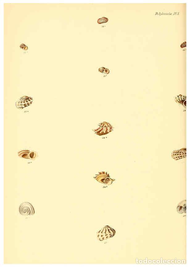 Collection Magazines and Newspapers: Reproducci&oacute;n/Reproduction 6029558415: Conchologia iconica, or, Illustrations of the shells of mollus