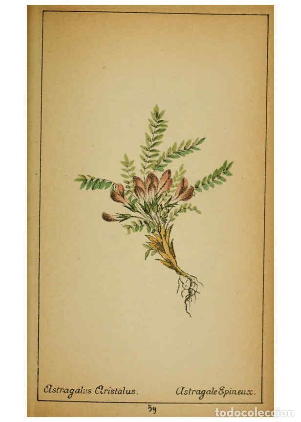 Collection Magazines and Newspapers: Reproducci&oacute;n/Reproduction 6032221192: Choix de plantes de l'Europe centrale et particuli&egrave;rement de l