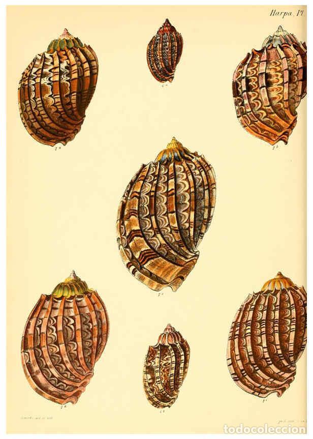 Collection Magazines and Newspapers: Reproducci&oacute;n/Reproduction 6030114452: Conchologia iconica, or, Illustrations of the shells of mollus