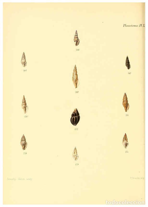 Collection Magazines and Newspapers: Reproducci&oacute;n/Reproduction 6030099154: Conchologia iconica, or, Illustrations of the shells of mollus