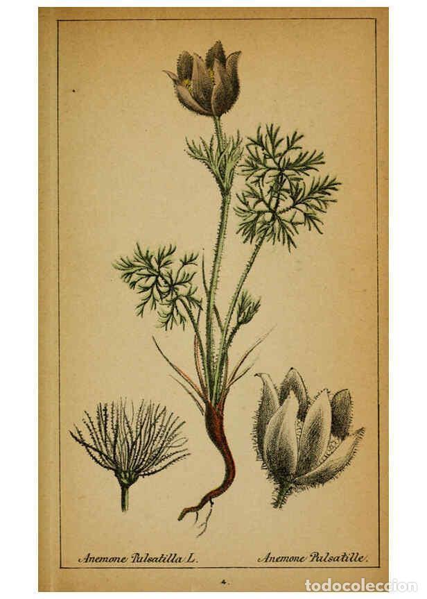 Collection Magazines and Newspapers: Reproducci&oacute;n/Reproduction 6032210160: Choix de plantes de l'Europe centrale et particuli&egrave;rement de l