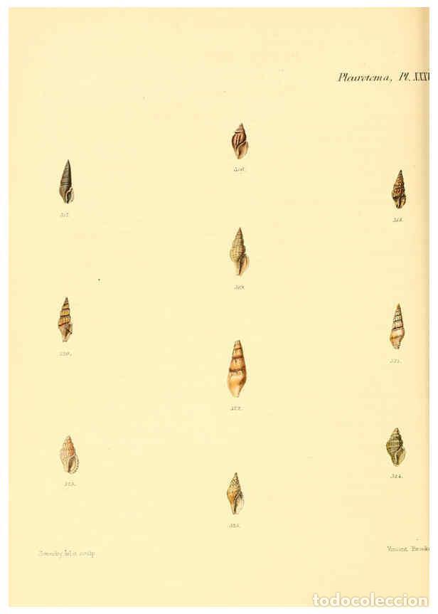 Collection Magazines and Newspapers: Reproducci&oacute;n/Reproduction 6030100646: Conchologia iconica, or, Illustrations of the shells of mollus