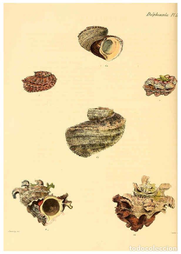 Collection Magazines and Newspapers: Reproducci&oacute;n/Reproduction 6029557489: Conchologia iconica, or, Illustrations of the shells of mollus