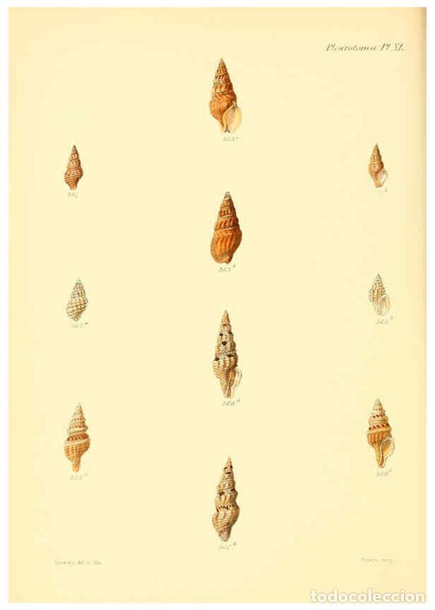 Collection Magazines and Newspapers: Reproducci&oacute;n/Reproduction 6030102206: Conchologia iconica, or, Illustrations of the shells of mollus