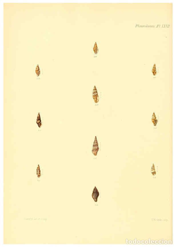 Collection Magazines and Newspapers: Reproducci&oacute;n/Reproduction 6030098188: Conchologia iconica, or, Illustrations of the shells of mollus