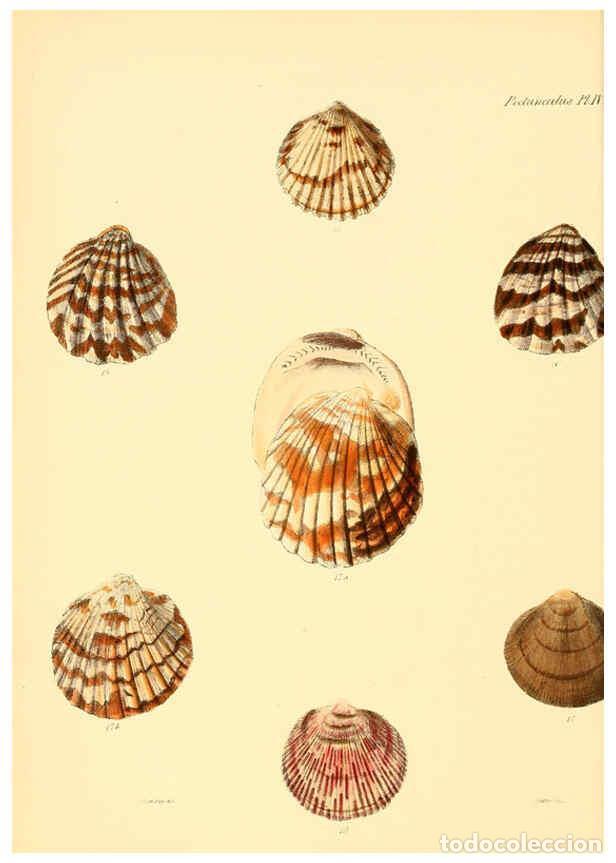 Collection Magazines and Newspapers: Reproducci&oacute;n/Reproduction 6030106040: Conchologia iconica, or, Illustrations of the shells of mollus
