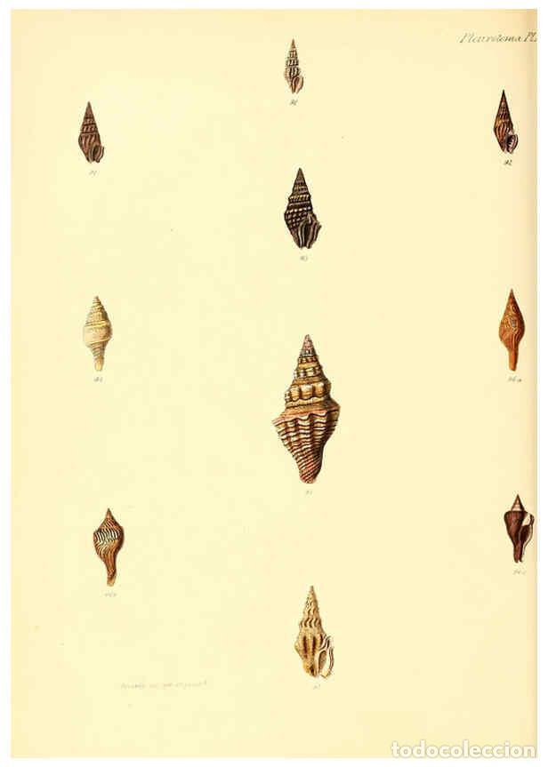 Collection Magazines and Newspapers: Reproducci&oacute;n/Reproduction 6029539291: Conchologia iconica, or, Illustrations of the shells of mollus