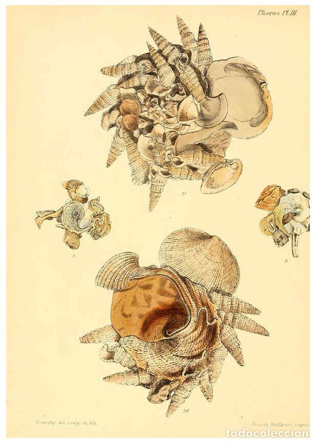 Collection Magazines and Newspapers: Reproducci&oacute;n/Reproduction 6030104344: Conchologia iconica, or, Illustrations of the shells of mollus