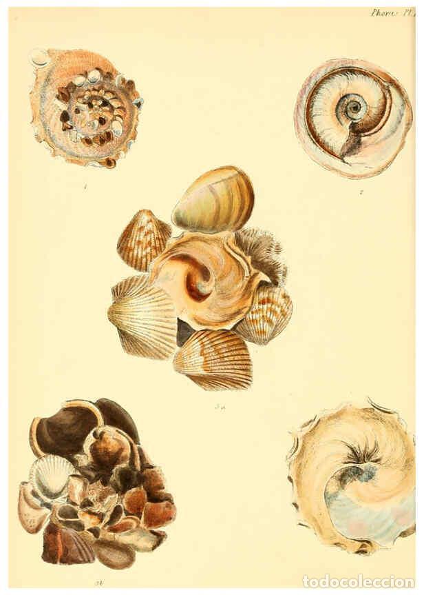 Collection Magazines and Newspapers: Reproducci&oacute;n/Reproduction 6029549693: Conchologia iconica, or, Illustrations of the shells of mollus