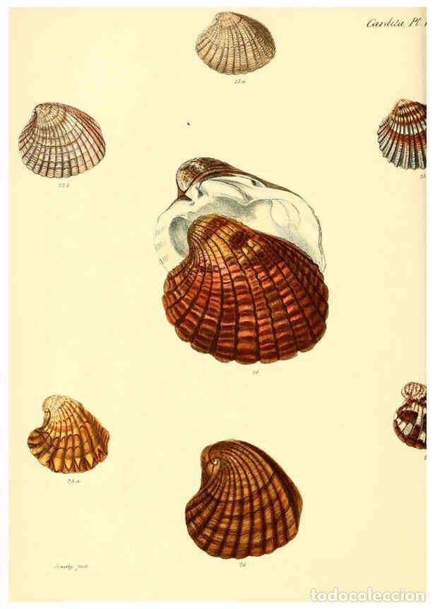 Collection Magazines and Newspapers: Reproducci&oacute;n/Reproduction 6029555641: Conchologia iconica, or, Illustrations of the shells of mollus