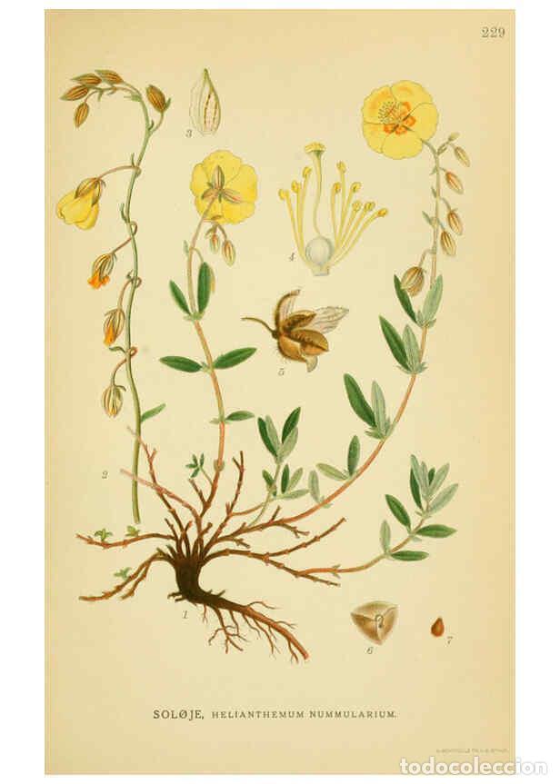 Collection Magazines and Newspapers: Reproducci&oacute;n/Reproduction 6029399506: Billeder af nordens flora. v.1 K&oslash;benhavn,G.E.C. Gad's forlag,1