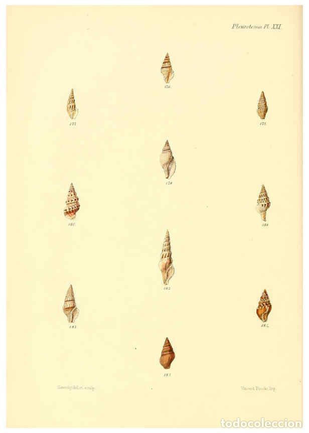 Collection Magazines and Newspapers: Reproducci&oacute;n/Reproduction 6029542449: Conchologia iconica, or, Illustrations of the shells of mollus