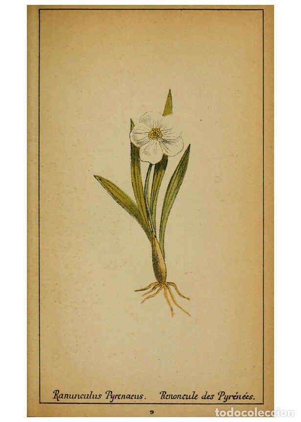 Collection Magazines and Newspapers: Reproducci&oacute;n/Reproduction 6031652895: Choix de plantes de l'Europe centrale et particuli&egrave;rement de l