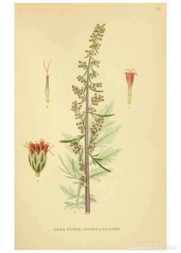 Collection Magazines and Newspapers: Reproducci&oacute;n/Reproduction 6028712201: Billeder af nordens flora. v.1 K&oslash;benhavn,G.E.C. Gad's forlag,1