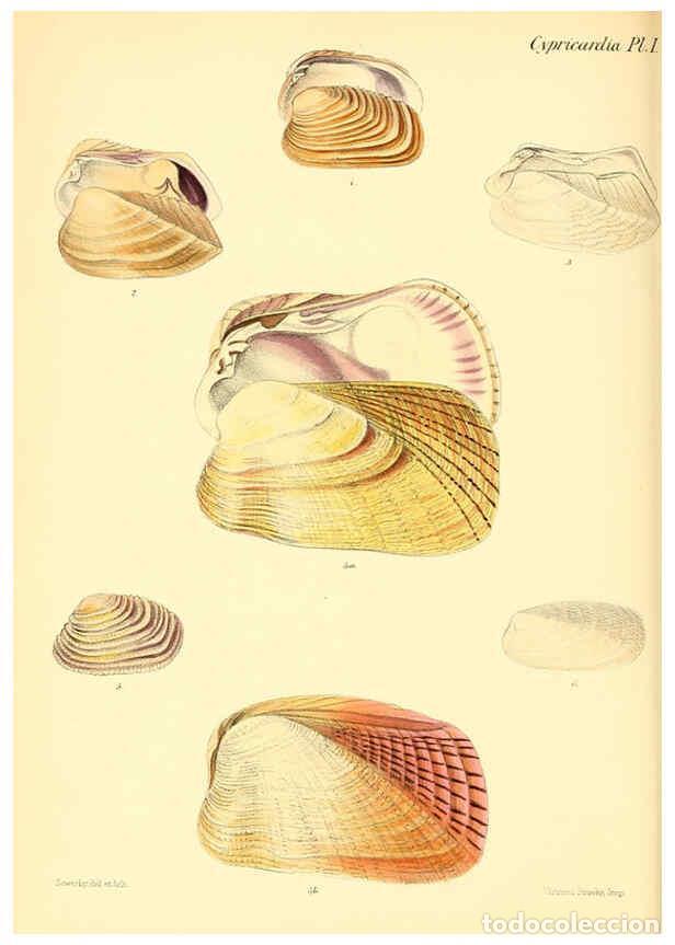 Collection Magazines and Newspapers: Reproducci&oacute;n/Reproduction 6030112914: Conchologia iconica, or, Illustrations of the shells of mollus