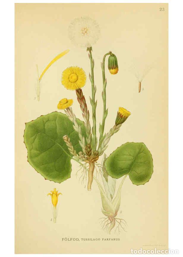 Collection Magazines and Newspapers: Reproducci&oacute;n/Reproduction 6028713467: Billeder af nordens flora. v.1 K&oslash;benhavn,G.E.C. Gad's forlag,1